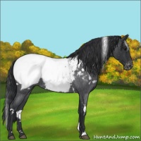 Horse Color:White Spotted Blue Roan Snowcap 