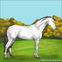 Horse Color:White Spotted Smoky Blue Roan Near Fewspot 