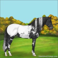 Horse Color:White Spotted Black Snowcap 