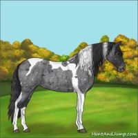 Horse Color:Blue Roan Tobiano Appaloosa 