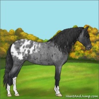 Horse Color:Blue Roan Appaloosa 