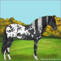 Horse Color:White Spotted Blue Roan Appaloosa