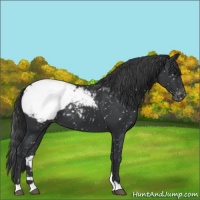 Horse Color:Black Appaloosa 