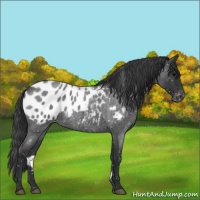 Horse Color:Blue Roan Appaloosa 