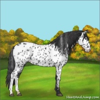 Horse Color:Blue Roan Near Leopard 