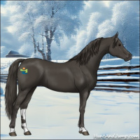 Horse Color:Smoky Black