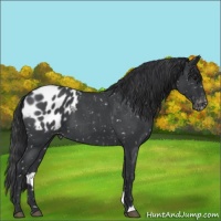 Horse Color:Blue Roan Appaloosa 