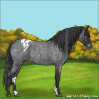 Horse Color:Blue Roan Appaloosa 
