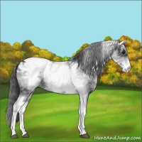 Horse Color:White Spotted Blue Roan Appaloosa 