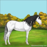 Horse Color:Blue Roan Splash Near Fewspot 