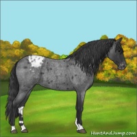 Horse Color:Blue Roan Varnish