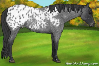 Horse Color:Blue Roan Appaloosa 