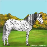 Horse Color:Blue Roan Leopard 