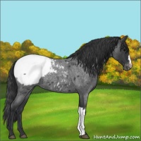 Horse Color:Blue Roan Snowcap