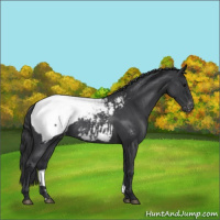 Horse Color:Blue Roan Snowcap