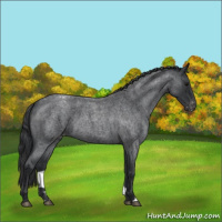 Horse Color:Blue Roan Appaloosa 