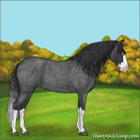 Horse Color:Blue Roan Splash Varnish 