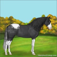 Horse Color:Blue Roan Splash Varnish 