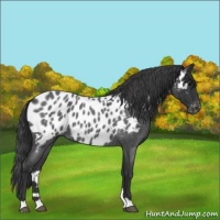Horse Color:Blue Roan Near Leopard 