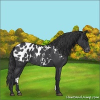 Horse Color:Blue Roan Blanket Rabicano 