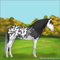 Horse Color:Blue Roan Splash Appaloosa
