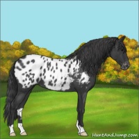 Horse Color:Blue Roan Near Leopard 