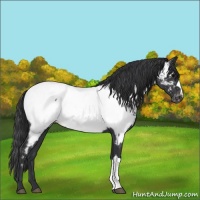 Horse Color:Blue Roan Near Fewspot 