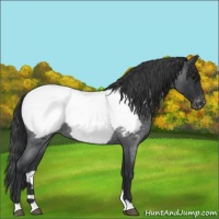 Horse Color:Blue Roan Snowcap 