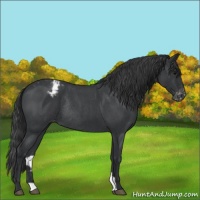 Horse Color:Blue Roan Appaloosa Rabicano 