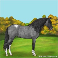 Horse Color:Blue Roan Varnish 