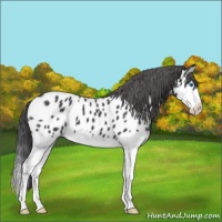 Horse Color:Blue Roan Splash Near Leopard 