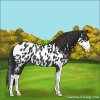 Horse Color:Blue Roan Splash Near Leopard 