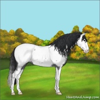 Horse Color:Blue Roan Splash Appaloosa 
