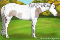 Horse Color:Liver Red Roan Splash Tobiano Rabicano 