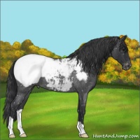 Horse Color:Blue Roan Appaloosa 