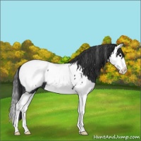 Horse Color:Black Splash Appaloosa 