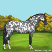 Horse Color:Blue Roan Appaloosa 