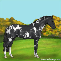 Horse Color:White Spotted Black 