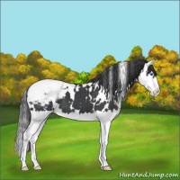 Horse Color:White Spotted Blue Roan Splash Varnish 