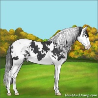 Horse Color:White Spotted Black Splash Snowcap 
