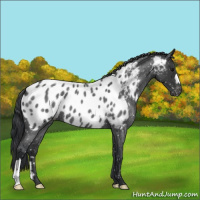 Horse Color:Blue Roan Appaloosa 