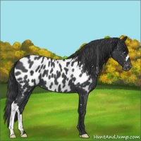 Horse Color:Blue Roan Appaloosa 