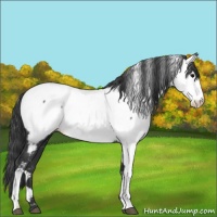Horse Color:Black Appaloosa 