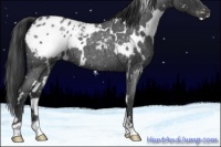 Horse Color:White Spotted Blue Roan Snowflake Varnish 