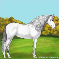 Horse Color:Blue Roan Fewspot 