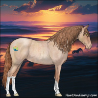 Horse Color:Gold Champagne Roan Appaloosa 