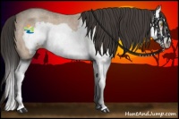 Horse Color:Amber Champagne Roan Splash Frame 