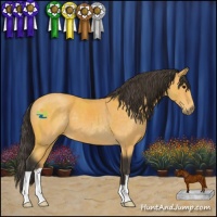 Horse Color:Buckskin 