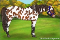 Horse Color:Buckskin Appaloosa