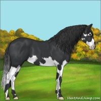 Horse Color:Black Splash 